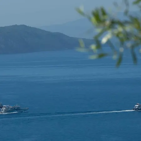 Willa Eione-thaleia *